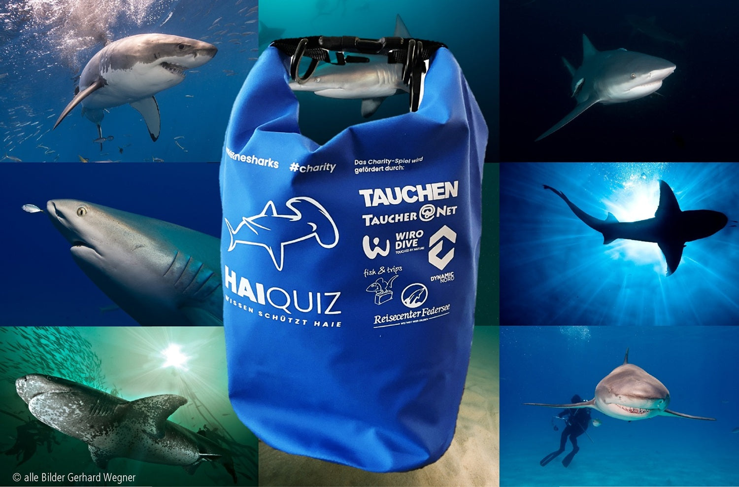 HAI-QUIZ Wissen schützt Haie