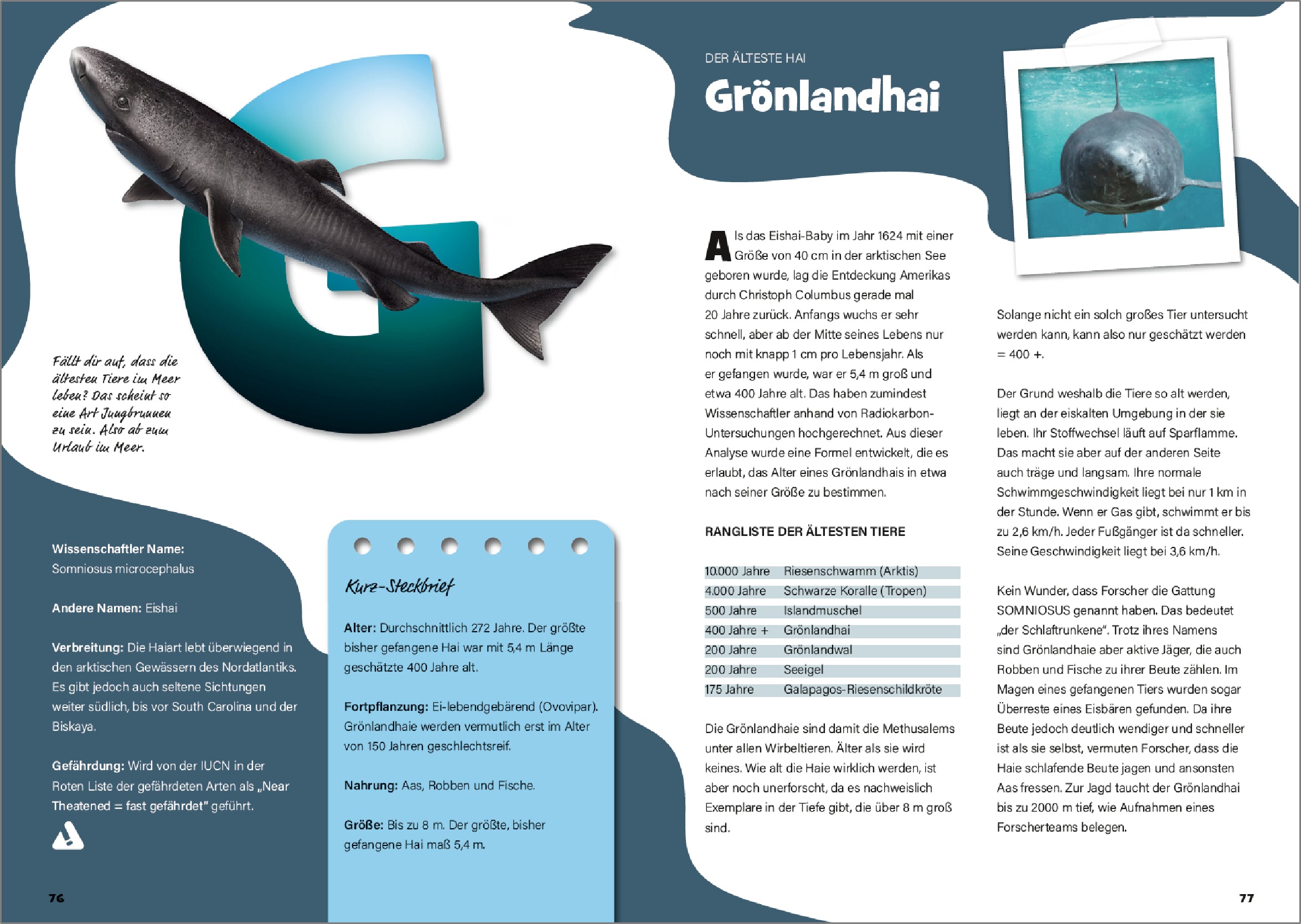 UPPS - Das große Haibuch (nicht nur für Kinder)